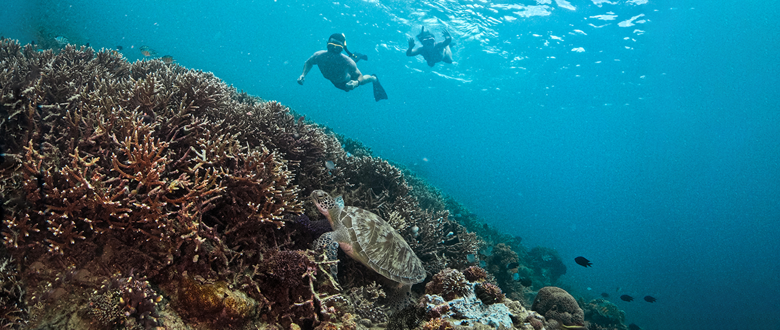 Snorkeling in shallow coral reef at Komodo Island.